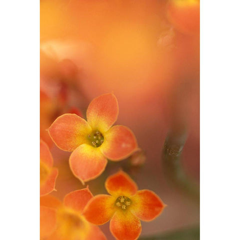 Orange Blossom II Black Modern Wood Framed Art Print by Connolly, Karin