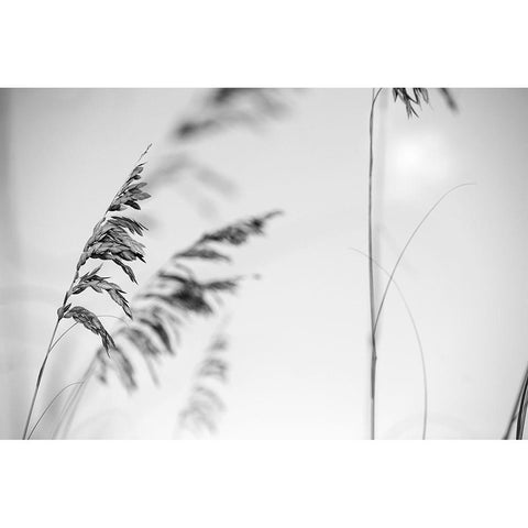 Elegant Vines II  Black Modern Wood Framed Art Print by Connolly, Karin