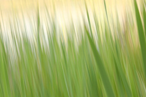 Fresh Green Grass  Black Ornate Wood Framed Art Print with Double Matting by Connolly, Karin