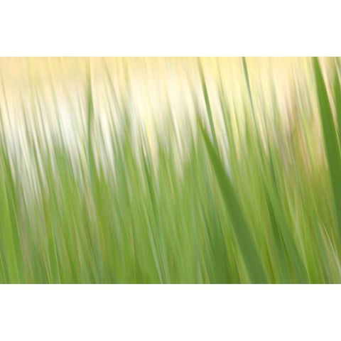 Fresh Green Grass  Black Modern Wood Framed Art Print by Connolly, Karin