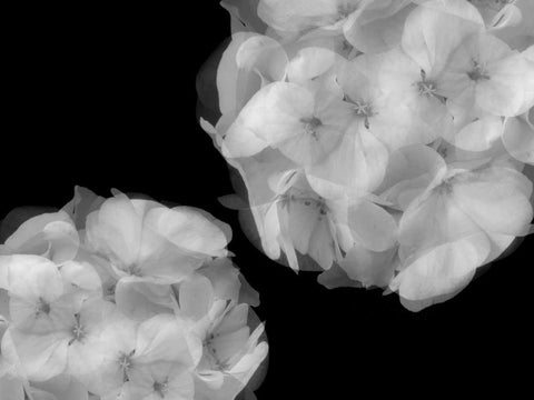 Hydrangea White Modern Wood Framed Art Print with Double Matting by Christensen, Jim