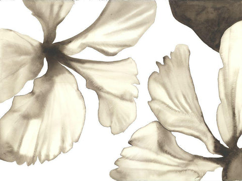 Hibiscus II White Modern Wood Framed Art Print with Double Matting by Hendrick, Cathy