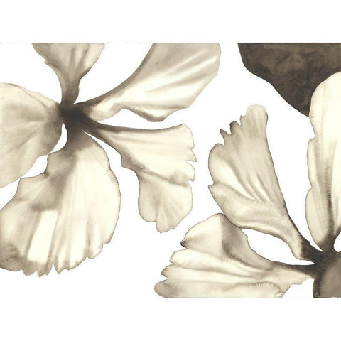 Hibiscus II Black Modern Wood Framed Art Print by Hendrick, Cathy