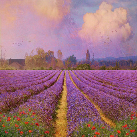Lavender Fields I White Modern Wood Framed Art Print by Vest, Chris