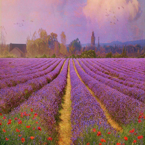 Lavender Fields II Black Modern Wood Framed Art Print with Double Matting by Vest, Chris