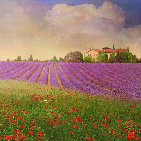 Lavender Fields IV White Modern Wood Framed Art Print with Double Matting by Vest, Chris