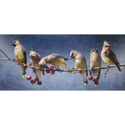 Waxwing Tableau Gold Ornate Wood Framed Art Print with Double Matting by Vest, Chris