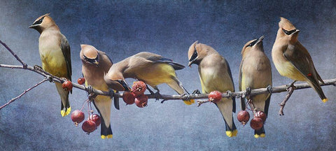 Waxwing Tableau Black Ornate Wood Framed Art Print with Double Matting by Vest, Chris