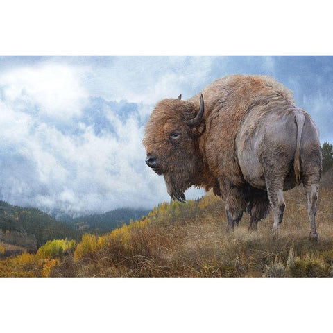 Golden Bison  Black Modern Wood Framed Art Print with Double Matting by Vest, Chris