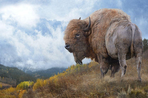 Golden Bison  Black Ornate Wood Framed Art Print with Double Matting by Vest, Chris