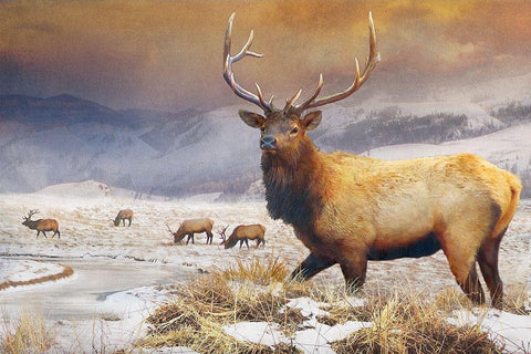 Jackson Refuge Elk Black Ornate Wood Framed Art Print with Double Matting by Vest, Chris