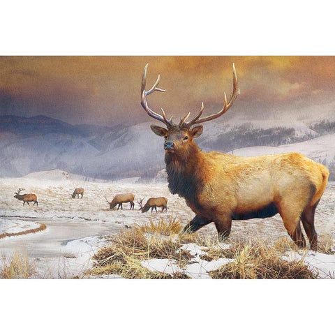 Jackson Refuge Elk White Modern Wood Framed Art Print by Vest, Chris