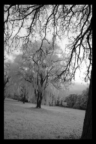 Infra Red Forest I White Modern Wood Framed Art Print with Double Matting by Comfort, David