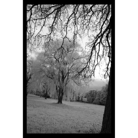 Infra Red Forest I Black Modern Wood Framed Art Print with Double Matting by Comfort, David