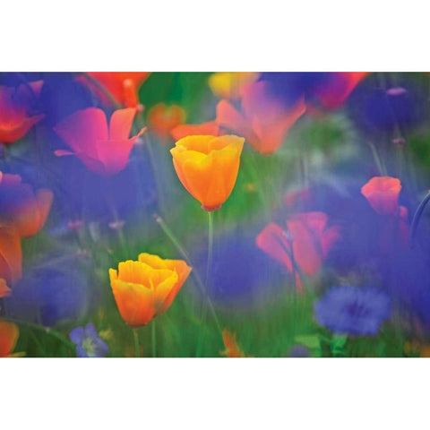 Tulipia Black Modern Wood Framed Art Print by Frates, Dennis