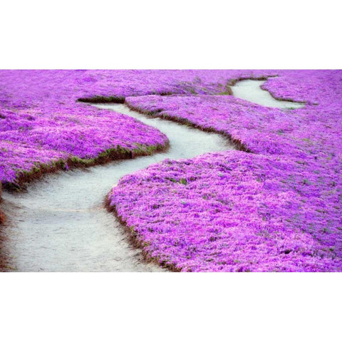 Violet Path Gold Ornate Wood Framed Art Print with Double Matting by Frates, Dennis