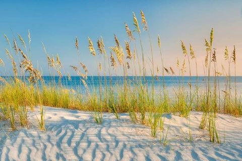 Sea Oats White Modern Wood Framed Art Print with Double Matting by Frates, Dennis