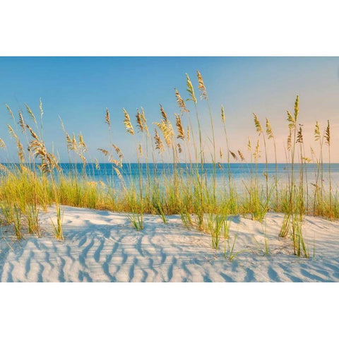 Sea Oats Black Modern Wood Framed Art Print with Double Matting by Frates, Dennis