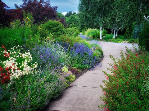 Garden Pathway White Modern Wood Framed Art Print with Double Matting by Frates, Dennis