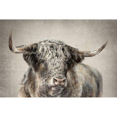 Grand Kyloe Bull  White Modern Wood Framed Art Print by Perejogina, Dina