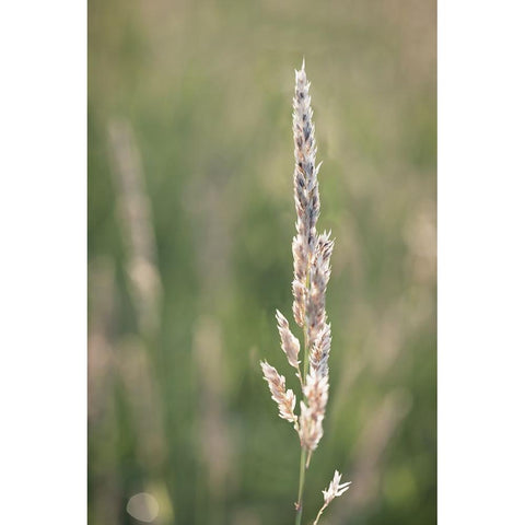 Basking in Summar Sun Black Modern Wood Framed Art Print by Kirshner, Dmitry