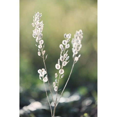 Summer Field Black Modern Wood Framed Art Print by Kirshner, Dmitry