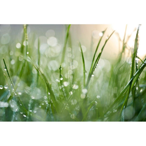 After The Rain  Gold Ornate Wood Framed Art Print with Double Matting by Daultich, Nick