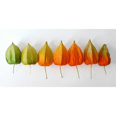 Chinese Lanterns III Black Modern Wood Framed Art Print by Savogne, Daniela