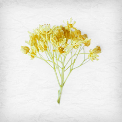 Meditative Yellow Black Ornate Wood Framed Art Print with Double Matting by Savone, Daniela