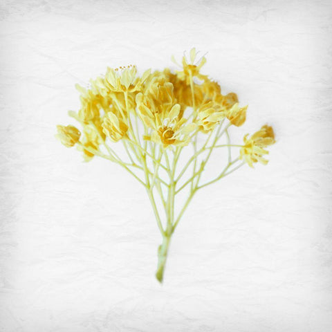 Meditative Yellow Black Modern Wood Framed Art Print by Savone, Daniela
