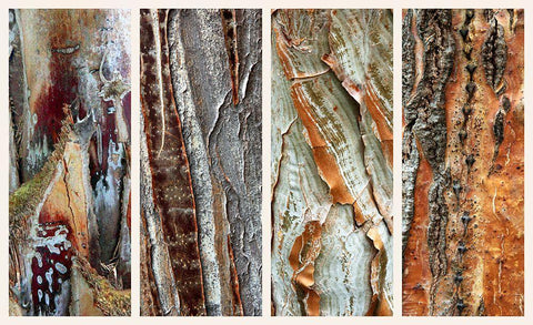 Palm Bark I Black Ornate Wood Framed Art Print with Double Matting by Jenney, Jessica