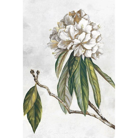 Pearly Beauty II Gold Ornate Wood Framed Art Print with Double Matting by Watts, Eva