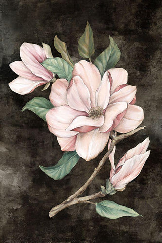 Pink Magnolia I Black Ornate Wood Framed Art Print with Double Matting by Watts, Eva