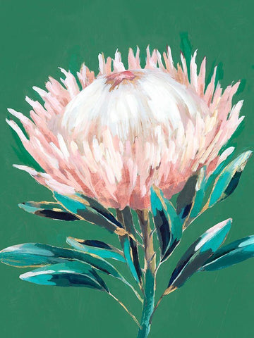 Single King Protea  White Modern Wood Framed Art Print with Double Matting by Isabelle Z