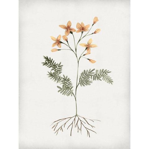 Rooted Floral II Black Modern Wood Framed Art Print with Double Matting by Isabelle Z