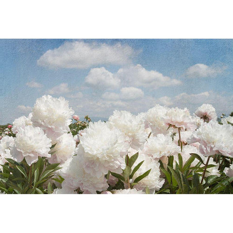 Peonie Sunshine I Gold Ornate Wood Framed Art Print with Double Matting by Lane, Georgianna