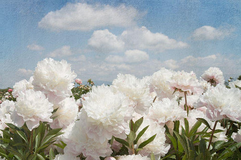 Peonie Sunshine I White Modern Wood Framed Art Print with Double Matting by Lane, Georgianna
