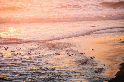 Ocean Beach and Sunset Seagulls Black Modern Wood Framed Art Print by Nature Magick