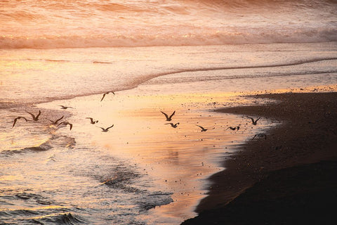 Sunset Seagulls and Pacific Ocean II Black Ornate Wood Framed Art Print with Double Matting by Nature Magick