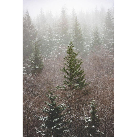 Forest Fog Winter Snow Gold Ornate Wood Framed Art Print with Double Matting by Nature Magick
