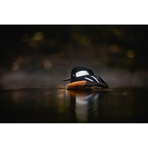 Pacific Northwest Duck Lake Reflection White Modern Wood Framed Art Print by Nature Magick