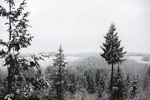 Winter in the Pacific Northwest Forest White Modern Wood Framed Art Print with Double Matting by Nature Magick