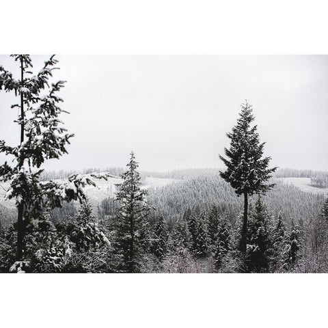 Winter in the Pacific Northwest Forest Black Modern Wood Framed Art Print by Nature Magick