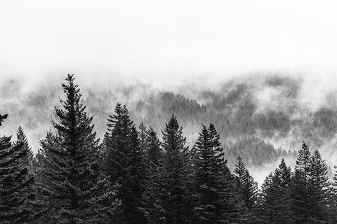 Clouds in the Forest Black and White Black Ornate Wood Framed Art Print with Double Matting by Nature Magick