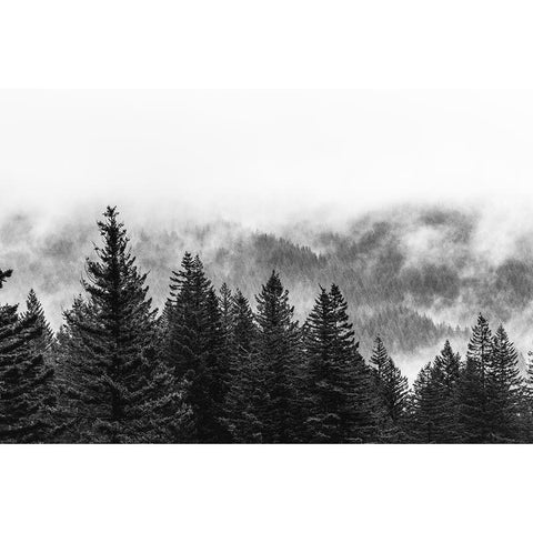 Clouds in the Forest Black and White Black Modern Wood Framed Art Print by Nature Magick