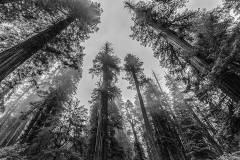 Sequoia Tree Forest Sky Black and White Black Ornate Wood Framed Art Print with Double Matting by Nature Magick