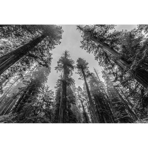 Sequoia Tree Forest Sky Black and White Black Modern Wood Framed Art Print by Nature Magick