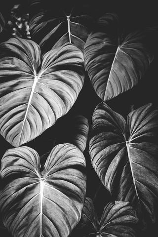 Monstera Leaves Jungle Black and White Tropical Black Ornate Wood Framed Art Print with Double Matting by Nature Magick