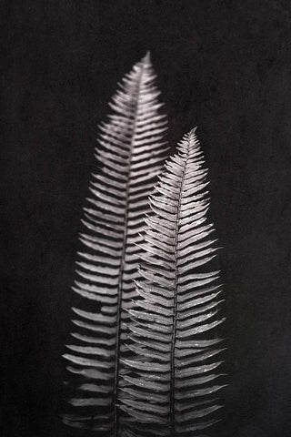 Black and White Forest Ferns White Modern Wood Framed Art Print with Double Matting by Nature Magick