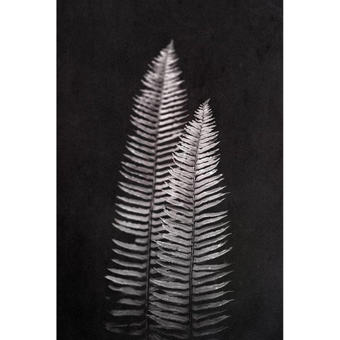 Black and White Forest Ferns Black Modern Wood Framed Art Print by Nature Magick